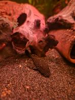 L181 2x koppel en losse mannen, Dieren en Toebehoren, Reptielen en Amfibieën, 0 tot 2 jaar