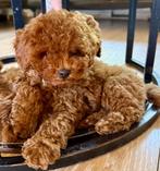 Prachtige Dwerg Poedel Pups Red❤️, Dieren en Toebehoren, Poedel, 8 tot 15 weken, CDV (hondenziekte), Meerdere