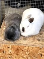 Dwergkonijnen met toebehoren (hok, voer, accesoires)., Dieren en Toebehoren, Konijnen, Meerdere dieren, Dwerg, 3 tot 5 jaar