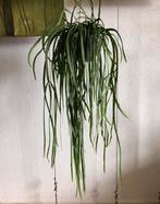 Lepismium Bolivianum met lange stekken, inclusief hangpot., Huis en Inrichting, Kamerplanten, Overige soorten, Minder dan 100 cm