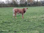 Blond/blauw stierkalf, Dieren en Toebehoren, Runderen, Vrouwelijk
