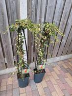 3 stuks klimop Hedera Goldheart, Tuin en Terras, Ophalen, Bloeit niet, Klimplanten, Halfschaduw