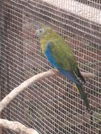 Turquoise parkiet, Vrouwelijk, Parkiet, Geringd