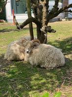 Prachtige Ouessant rammetjes, Dieren en Toebehoren, Schapen, Geiten en Varkens, Mannelijk, Schaap, 0 tot 2 jaar