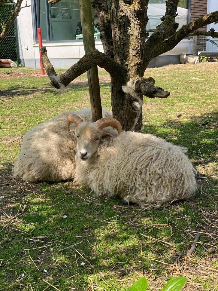 Prachtige Ouessant rammetjes, Dieren en Toebehoren, Schapen, Geiten en Varkens, Schaap, Mannelijk, 0 tot 2 jaar
