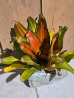 Bromelia's, Firma@dierenspeciaalzaakhoeben.nl, Hoeben, Nieuw, Ophalen of Verzenden