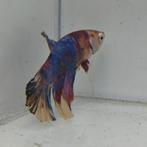 Betta splendens man 20, Dieren en Toebehoren