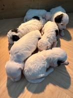 Dwergpoedel pups, Poedel, CDV (hondenziekte), 8 tot 15 weken, Meerdere