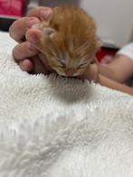 Te Koop kleine kittens geboren op 12 september, Dieren en Toebehoren, Katten en Kittens | Overige Katten, Meerdere dieren, Kortharig