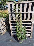 Camelia Spring Festival ca. 150 cm hoog, Tuin en Terras, Planten | Struiken en Hagen, Ophalen of Verzenden, Overige soorten, Struik