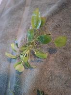 Aquariumplant Anubia stekjes., Ophalen of Verzenden, Nieuw, Plant(en), Steen of Hout