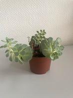 Vetplant, Ophalen, Overige soorten, Minder dan 100 cm
