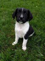 Mooie Friese stabij pups, Dieren en Toebehoren, Honden | Niet-rashonden, CDV (hondenziekte), 8 tot 15 weken, Meerdere, Meerdere dieren