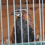 Enkele koppels harlekijn kwartels, Meerdere dieren, Postuurkanarie