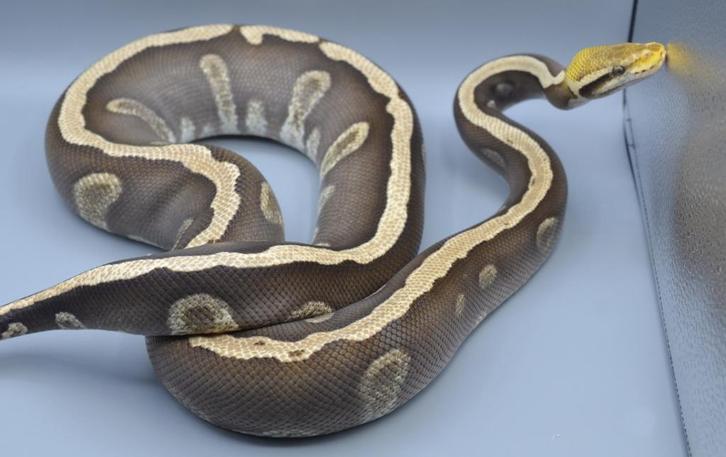 Python Regius - GHI Pastave Het Desert Ghost vrouw, Dieren en Toebehoren, Reptielen en Amfibieën, Slang, 3 tot 6 jaar