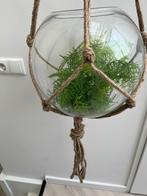 Glazen bol pot in macramé hanger – Mica Decorations (nieuw), Overige materialen, 25 tot 40 cm, Tuin, Rond