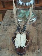 6 x Gewei Brocante Wanddecoratie landelijk ree hert, Ophalen of Verzenden