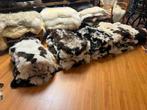 Zachte bonte schapenvacht van bergschaap, Gebruikt, 50 tot 100 cm, Etten-Leur, DJT@dejuistetoon.eu