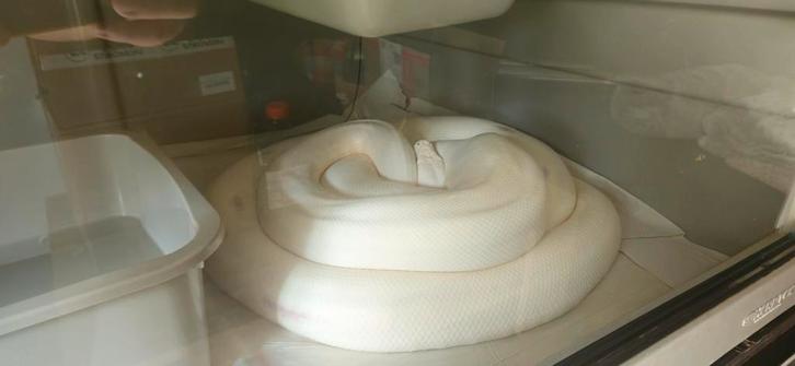 Retic kweekkoppel netpython 0.1 1.0