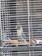 2 agapornis personata wildkleur en blauw, Dieren en Toebehoren, Tropenvogel