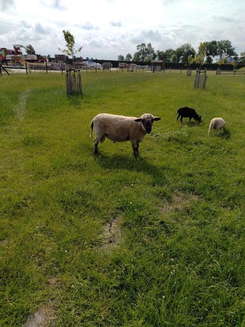 Hampshire Down ram, Dieren en Toebehoren, Schapen, Geiten en Varkens, Schaap, Mannelijk