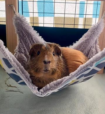 Vakantieopvang voor konijnen, cavia’s en kleine knaagdieren beschikbaar voor biedingen