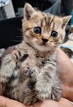 Raszuivere Britskorthaar kittens, Dieren en Toebehoren, Katten en Kittens | Raskatten | Korthaar