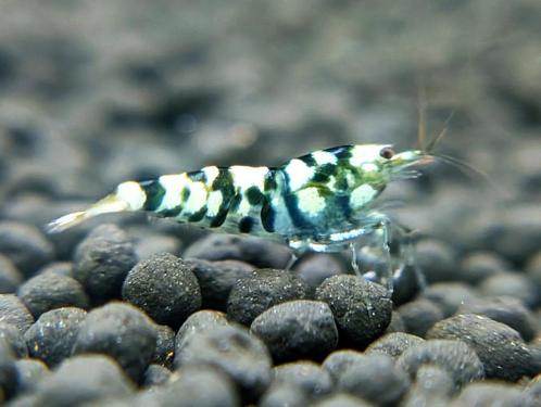 Fancy black garnalen witte garnaal zwarte garnaal, Dieren en Toebehoren, Vissen | Aquariumvissen, Kreeft, Krab of Garnaal