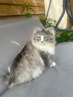 Shirazi langhaar dekkater (niet koop), Dieren en Toebehoren, Katten en Kittens | Dekkaters
