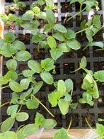 Bio groenteplantjes in Amsterdam || groenteplanten!!!!, Tuin en Terras, Planten | Tuinplanten, Ophalen, Volle zon, Groenteplanten