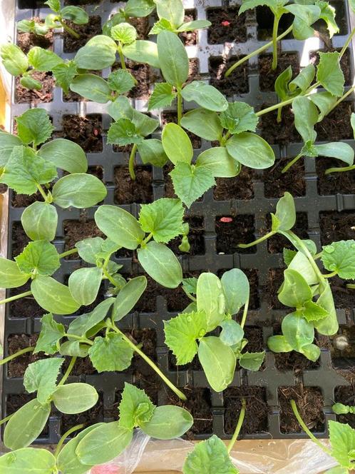 Bio groenteplantjes in Amsterdam || groenteplanten!!!!, Tuin en Terras, Planten | Tuinplanten, Eenjarig, Groenteplanten, Volle zon