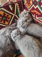 Brietse korthaar en langhaar kitten, Poes, Ontwormd