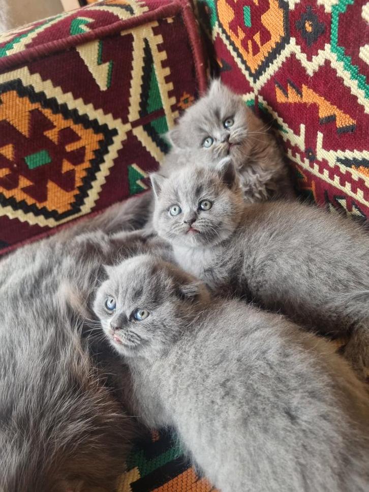 Brietse korthaar en langhaar kitten, Dieren en Toebehoren, Katten en Kittens | Raskatten | Korthaar, Poes, Ontwormd