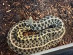 Trio thamnophis marcianus kousebandslang, Dieren en Toebehoren, Reptielen en Amfibieën, Slang