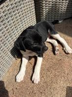 Puppys, Dieren en Toebehoren, Honden | Niet-rashonden, Rabiës (hondsdolheid), 8 tot 15 weken, Teef, Meerdere