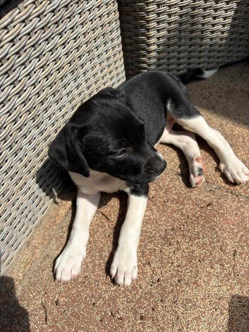 Puppys, Dieren en Toebehoren, Honden | Niet-rashonden, Middel, Teef, Particulier, Meerdere, Nederland, 8 tot 15 weken, CDV (hondenziekte)