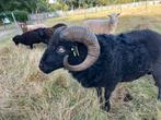 Ouessant dekram, Dieren en Toebehoren, Schapen, Geiten en Varkens, Mannelijk, Schaap