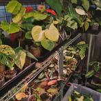 Open House Kelsplants, Ophalen, Halfschaduw, Minder dan 100 cm