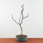 Bonsai Wisteria 'Floribunda', In pot, Minder dan 100 cm, Lente, Overige soorten