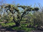 Exclusieve St Remy peer, perenbomen, stoofpeer, unicum!, Tuin en Terras, Planten | Fruitbomen, Lente, Perenboom, 250 tot 400 cm