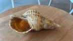 Schelp, 22cm, Verzamelen, Mineralen en Fossielen, Ophalen of Verzenden, Schelp(en)