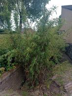 Fargesia bamboe, Ophalen, Bamboe, 100 tot 250 cm