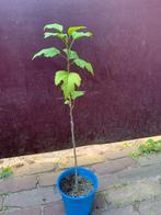 Hibiscus struik - 45cm, bloeit rijk!, Volle zon, Vaste plant, Zomer, Ophalen