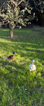 Loopeenden, Dieren en Toebehoren, Pluimvee, Vrouwelijk, Eend