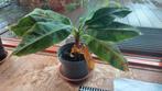 Bananenplant Musa Acuminata Grand Nain, 40 cm hoog, Ophalen, Overige soorten, Minder dan 100 cm