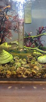 Mooie Platy visjes, Dieren en Toebehoren, Vissen | Aquariumvissen, Vis