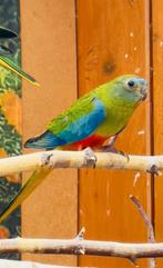 Jonge turquasines, Dieren en Toebehoren, Parkiet, Geringd