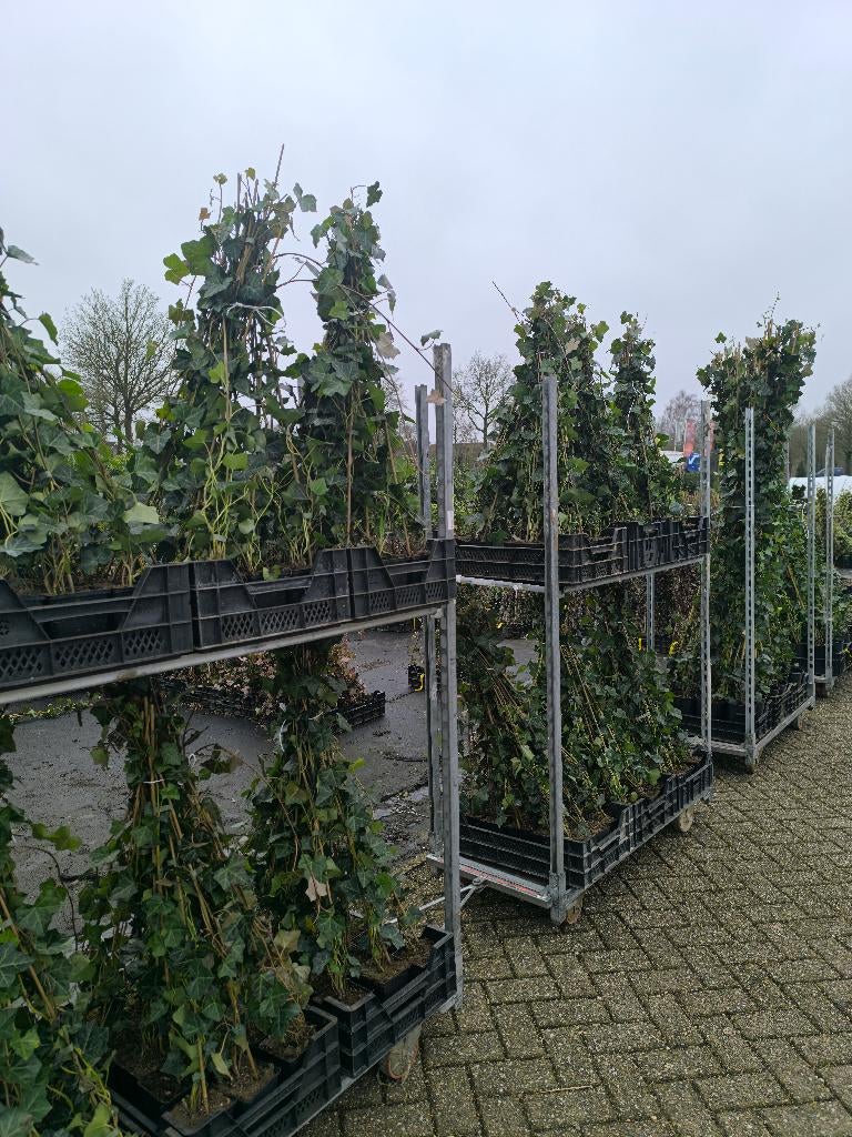 ACTIE | Hedera Hibernica | A- kwaliteit | Diverse maten, Ophalen, Overige soorten, Haag, 100 tot 250 cm