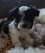 Te koop super  mooie Boomer pups, Dieren en Toebehoren, Honden | Chihuahua's en Gezelschapshonden, Overige rassen, CDV (hondenziekte)