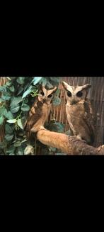 Indische dwergooruil, Dieren en Toebehoren, Vrouwelijk, Roofvogel